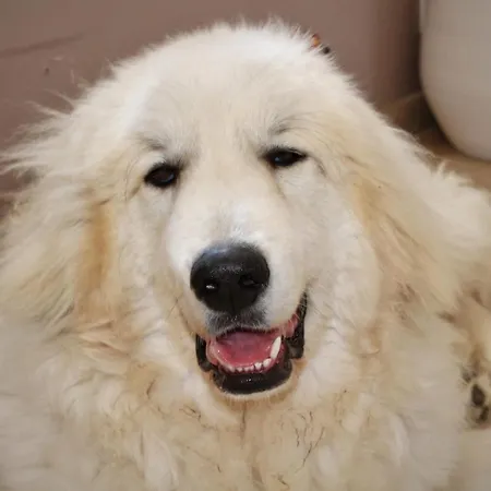 فيلة Tango *